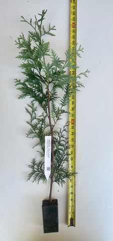 Western Red Cedar Tree  Potted 24- 36" Tall , (Thuja plicata)