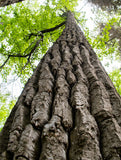 Black Cottonwood, Populus trichocarpa - Bare root seedling and Potted seedlings