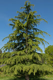 Cedrus deodara (deodar cedar, Himalayan cedar) - 6-10 inch seedlings