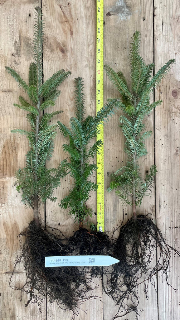 Fraser Fir - 3 YR. Bare Root Trees - Speciman or Christmas Tree – Scenic  Hill Farm Nursery