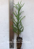 Giant Sequoia Trees- California Redwood - Potted Seedlings