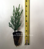 Giant Sequoia Trees- California Redwood - Seedlings