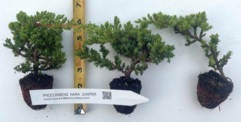Juniper procumbens nana, Dwarf Japanese garden juniper- Bonsai, container or landscape