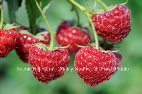 Potted Meeker Red Raspberry Plants - Great Flavor High Sugar Content