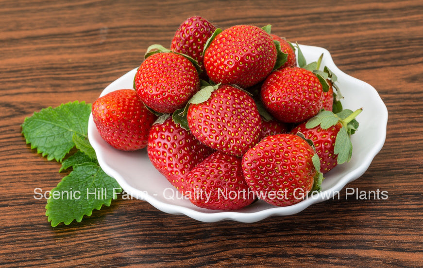 ozark strawberry seeds Bare Root Ozark Beauty Ever Bearing Strawberry Plants - Sweet