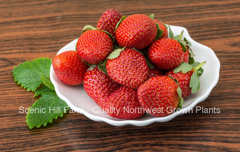 Ozark Beauty Ever Bearing Strawberries - Sweet- Spring/Summer Planting