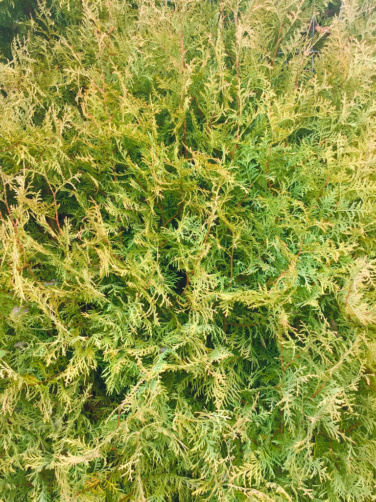 Rheingold Cedar - Golden Foliage 6