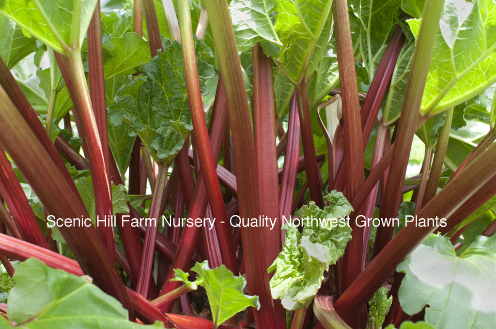 potted rhubarb plants for sale Victoria Rhubarb - Sm, M, & Lg Crown Roots
