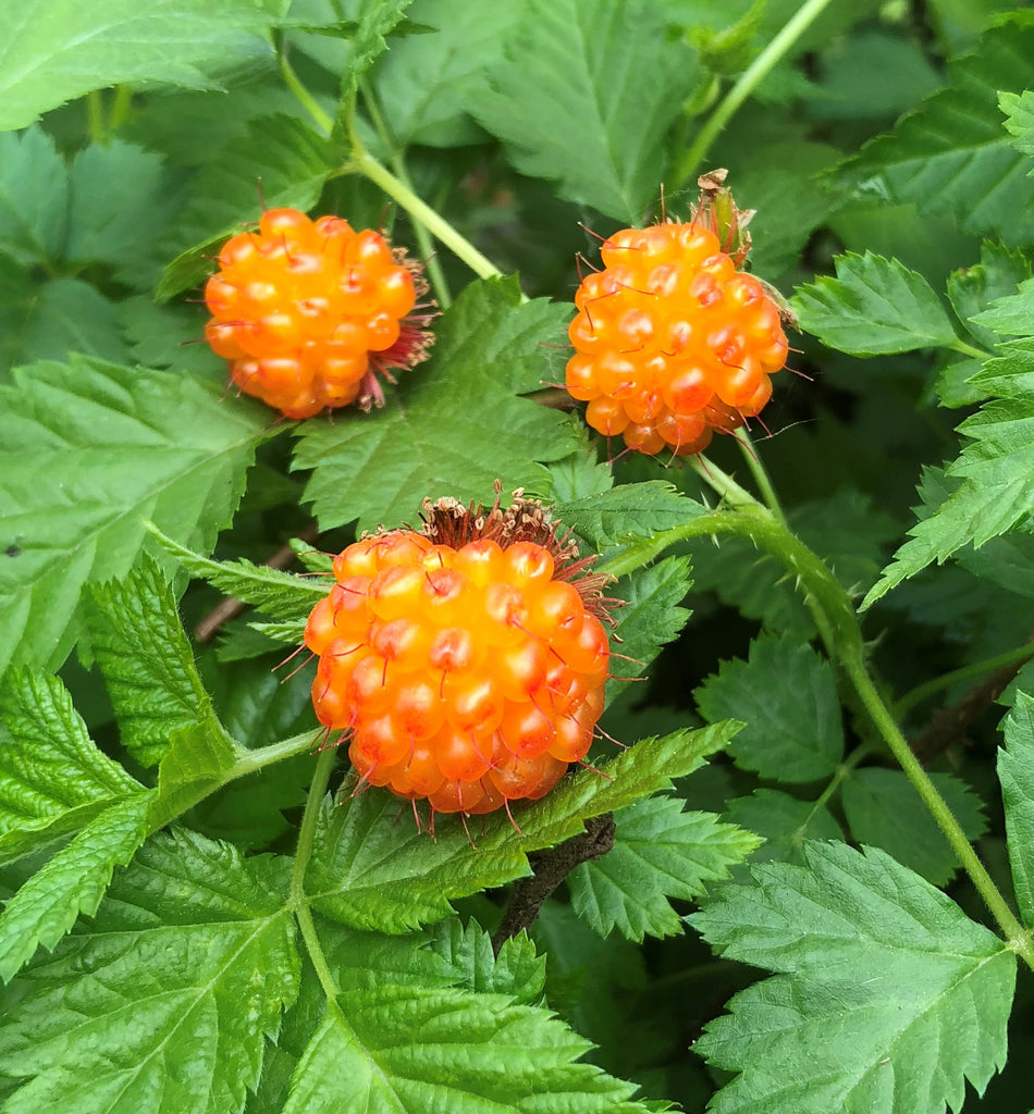 Rubus Spectabilis Salmonberry Rubus Spectabilis Salmonberry