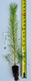 Pinus sylvestris, the Scots pine or Scotch pine -Specimen, Windbreak, Christmas Tree, or Bonsai