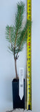 Pinus sylvestris, the Scots pine or Scotch pine -Specimen, Windbreak, Christmas Tree, or Bonsai