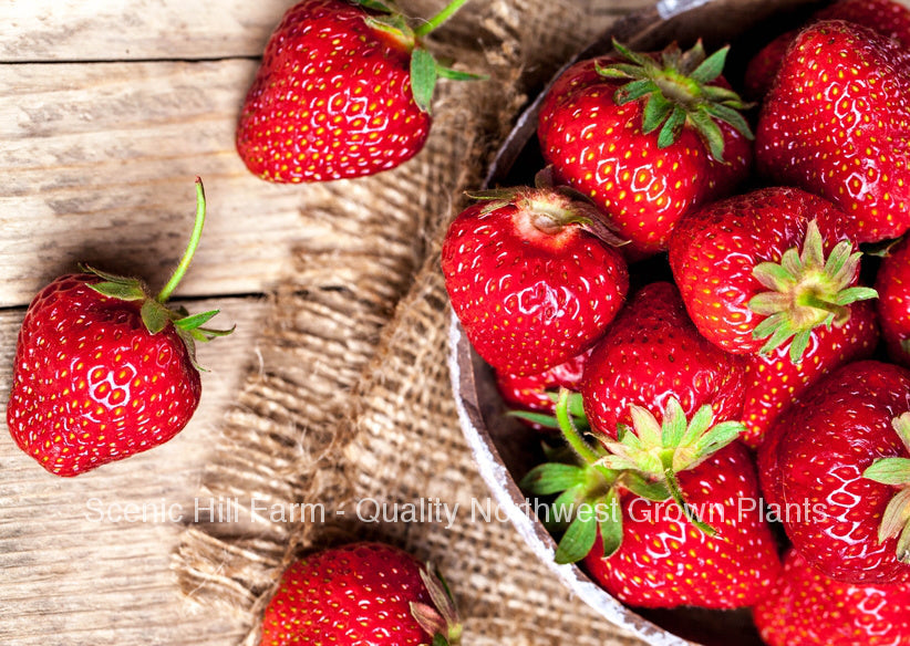 strawberry sequoia seeds Bare Root Sequoia Strawberry Plants - Certified