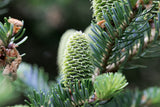 Fraser Fir - 5-10 Inches Tall  -  3 YR. Bare Root Trees Abies fraseri