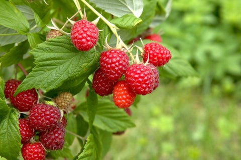 Boyne Early Season Red Raspberry -2 Year Old  Bare Root Canes- Free Shipping - Very Cold Hardy  to USDA Zone 3
