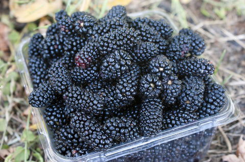 Boysenberry  Blackberry - New Thornless Variety