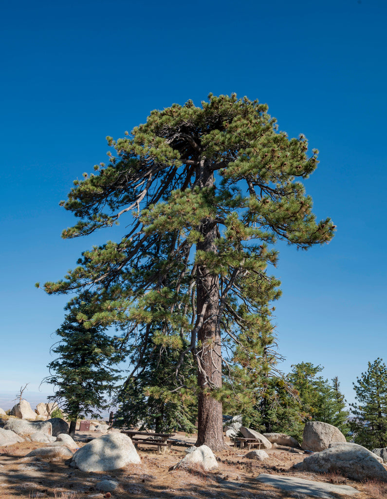 Jeffrey Pine- Landscape, Woodland or Bonsai – Scenic Hill Farm Nursery