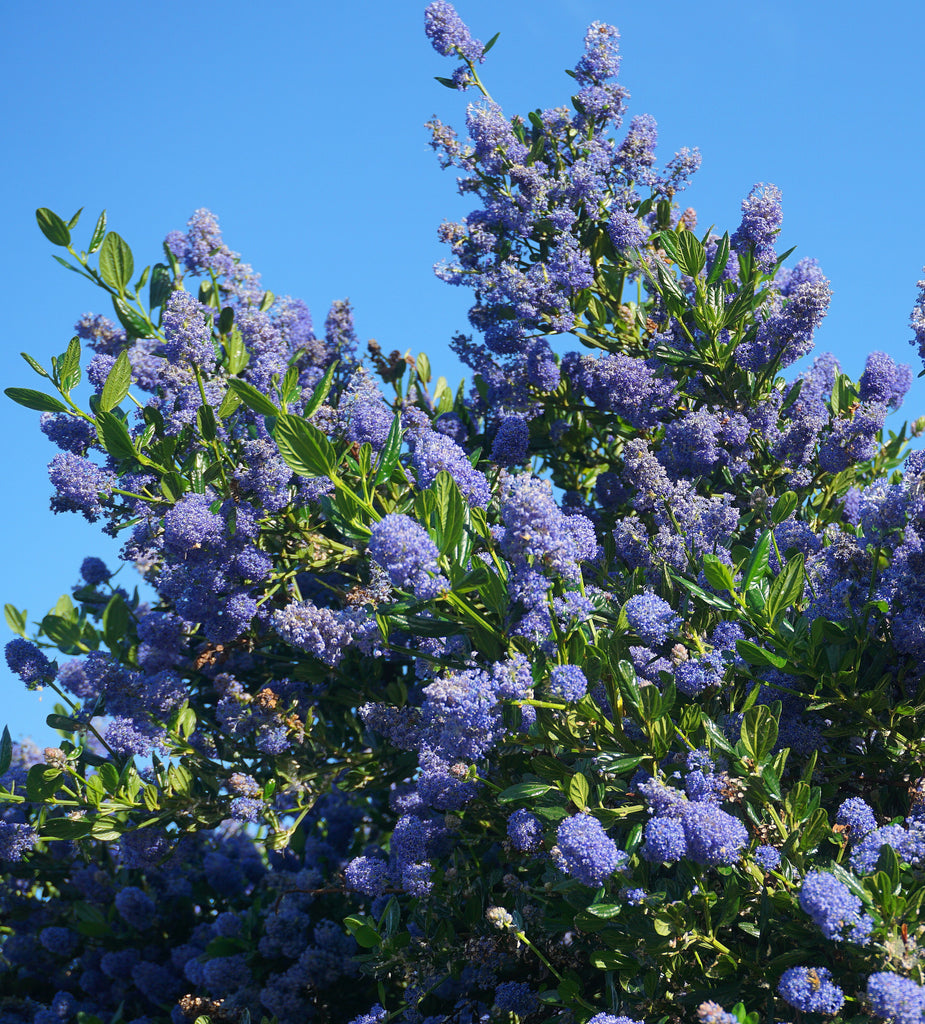 Ceanothus Victoria California Lilac