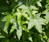 American Sweetgum Tree (Liquidambar styraciflua) Live Potted Trees- 20-28 Inch Tall