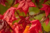 American Sweetgum Tree (Liquidambar styraciflua) Live Potted Trees- 20-28 Inch Tall