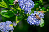 Ceanothus Victoria  - California Lilac