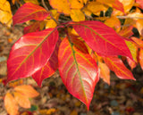 Nyssa sylvatica, also known as Black Tupelo, Black Gum and Sour Gum