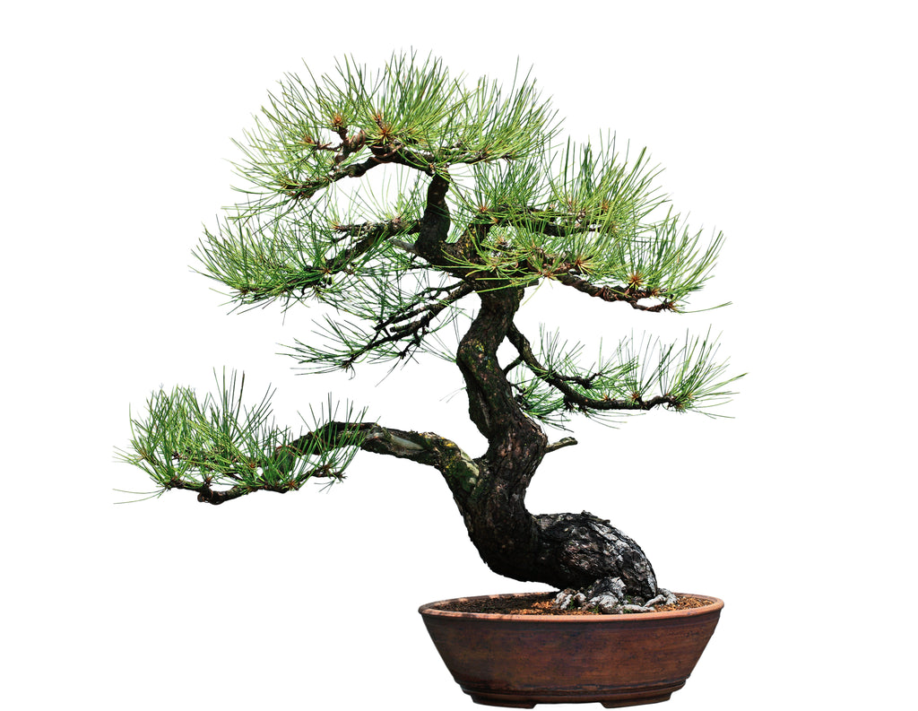 Jeffrey Pine- Landscape, Woodland or Bonsai – Scenic Hill Farm Nursery
