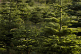 Abies procera, Noble Fir Seedlings- Potted 1 Year, Potted 2 year, and 2 year Bare Root