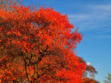 Nyssa sylvatica, also known as Black Tupelo, Black Gum and Sour Gum