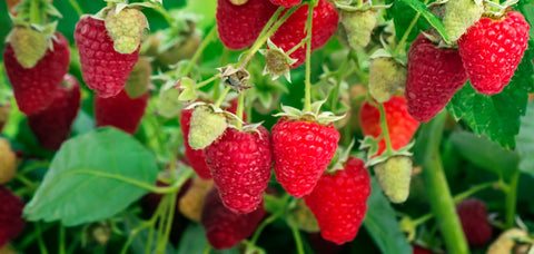 Cascade Harvest Red Raspberry- Very large firm berries, very good flavor, excellent yields- Potted plants
