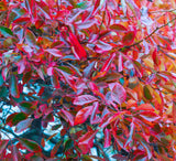 Nyssa sylvatica, also known as Black Tupelo, Black Gum and Sour Gum