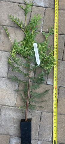 Zebrina Western Red Cedar - Thuja plicata 'Zebrina' - 30-40 inch trees