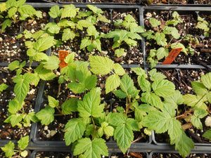 Planting Raspberry Root Stock