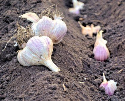 Garlic