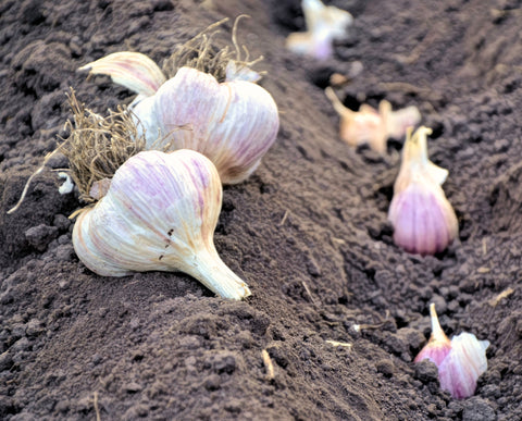 Garlic