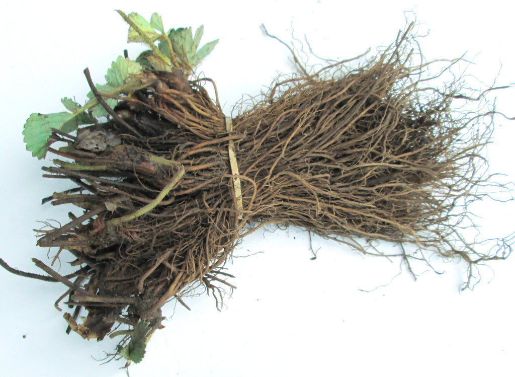 Bare Root Eversweet Ever Bearing Strawberry Plants Large, Sweet, And