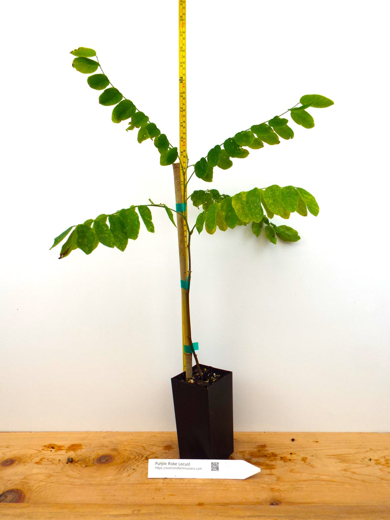 Purple Robe Locust - Potted Trees- 2 Sizes - pink-purple, wisteria-lik ...