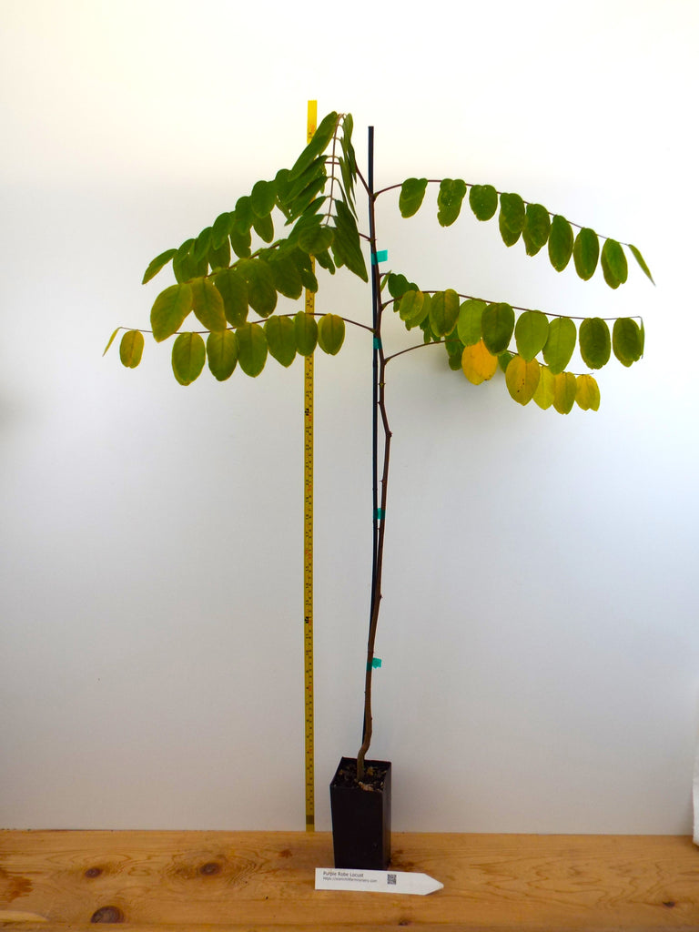 Purple Robe Locust - Potted Trees- 2 Sizes - pink-purple, wisteria-lik ...
