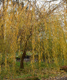 Weeping Willow - Salix babylonica  Weeping Willow