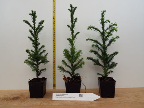 where to buy bonsai tree yakuza like a dragon Black Dragon Japanese Cedar- Landscape, Container, or Pre-Bonsai – Scenic Hill Farm Nursery