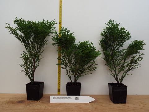 Dwarf Staghorn Cedar (Thujopsis dolobrata, 'Nana') - Landscape or