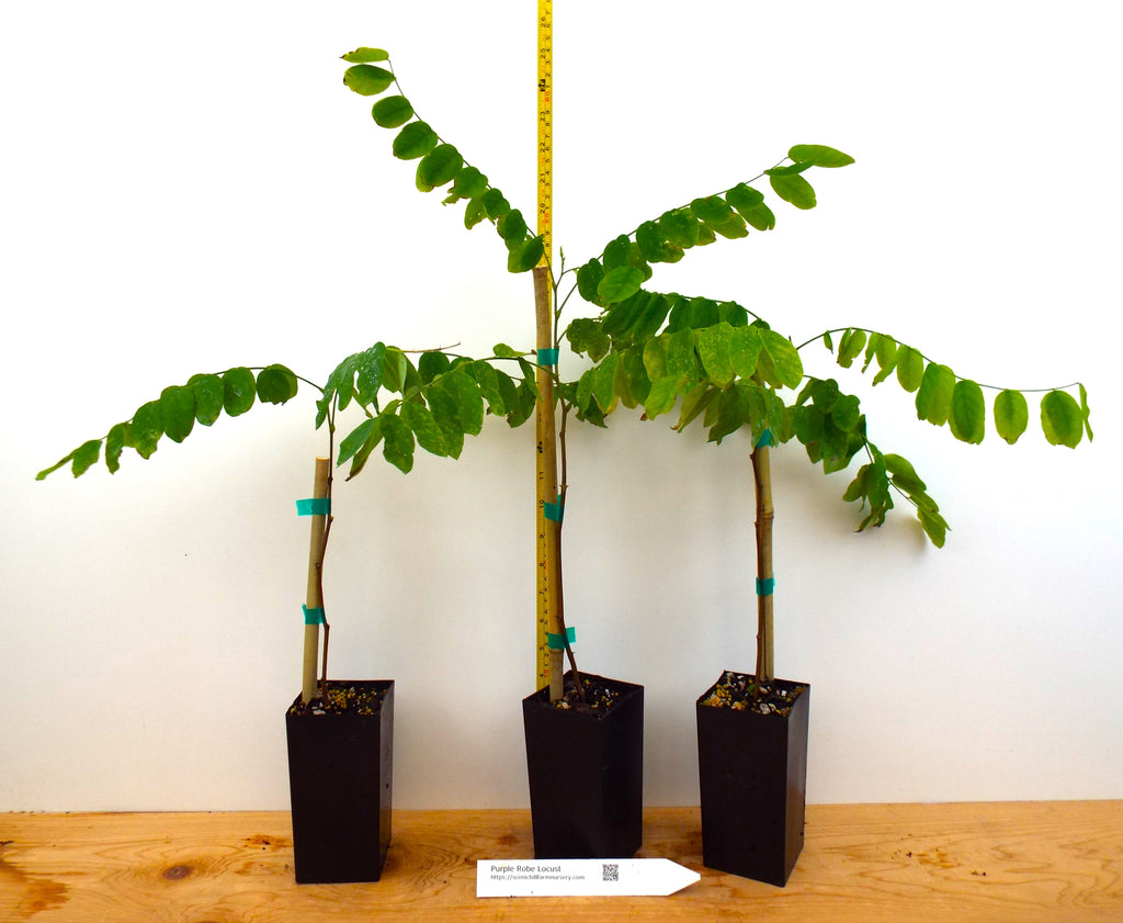 Purple Robe Locust - Potted Trees- 2 Sizes - pink-purple, wisteria-lik ...