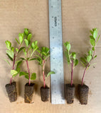 Arctostaphylos uva-ursi - Kinnikinnick plant. Starter plugs