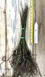 Quaking Aspen Trees (Populus tremuloides) Bare Root Seedlings - 8-14 Inches Tall