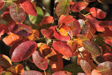 Allegheny Serviceberry (Amelanchier laevis) - Showy, white flowers - Sweet, edible berries