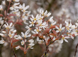 Allegheny Serviceberry (Amelanchier laevis) - Showy, white flowers - Sweet, edible berries