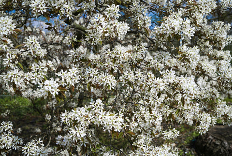 Allegheny Serviceberry (Amelanchier laevis) - Showy, white flowers - Sweet, edible berries