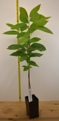 American Persimmon (Diospyros virginiana)&nbsp;