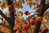 American Persimmon (Diospyros virginiana)&nbsp;