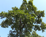 American Persimmon (Diospyros virginiana)&nbsp;