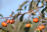 American Persimmon (Diospyros virginiana)&nbsp;
